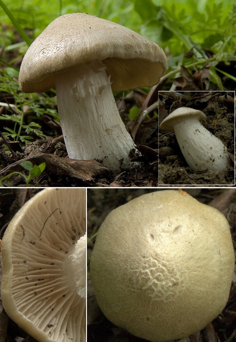 hodvábnica jarná Entoloma clypeatum (L.) P. Kumm.