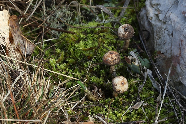 stopkovec zimný Tulostoma brumale Pers.