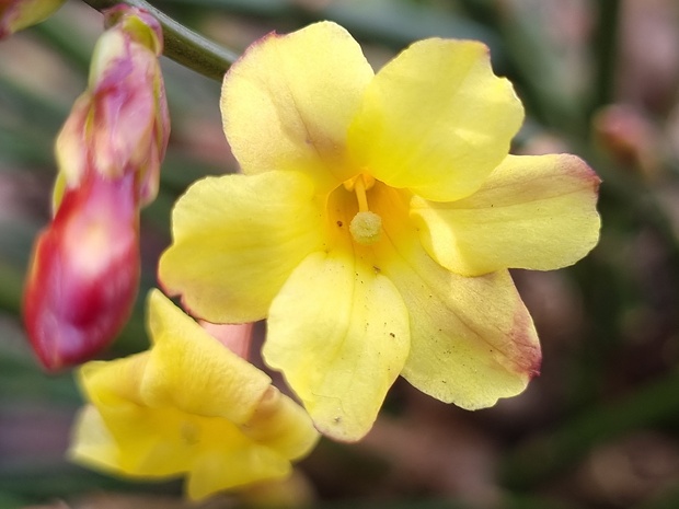 jazmín nahokvetý (nahý) Jasminum nudiflorum Lindl.