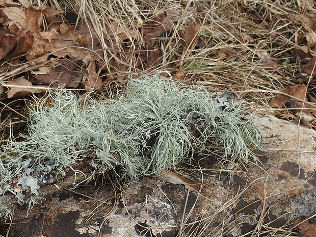 stužkovec pomúčený Ramalina farinacea (L.) Ach.