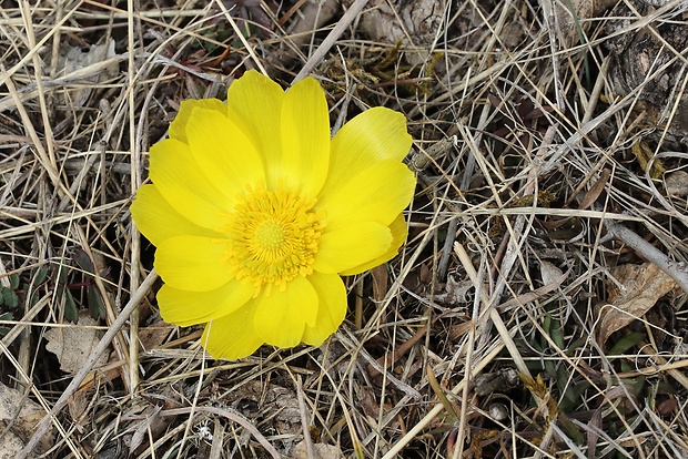 hlaváčik jarný Adonis vernalis L.