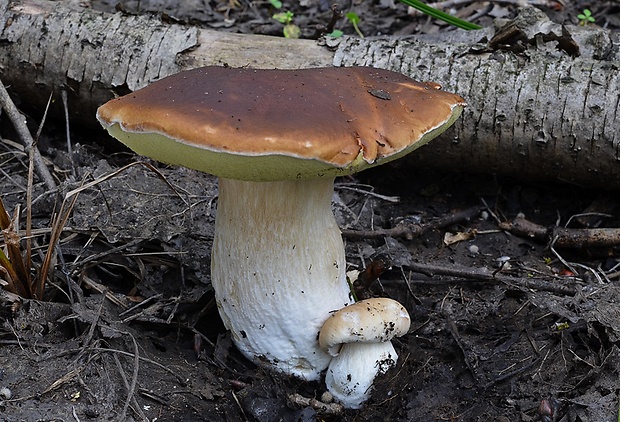 hríb smrekový Boletus edulis Bull.