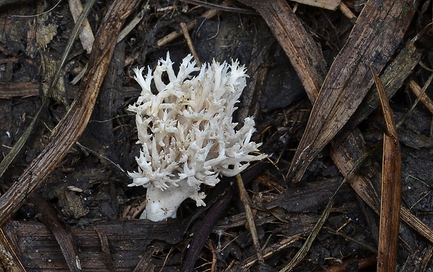 konárovka hrebenitá Clavulina coralloides cf. (L.) J. Schröt.