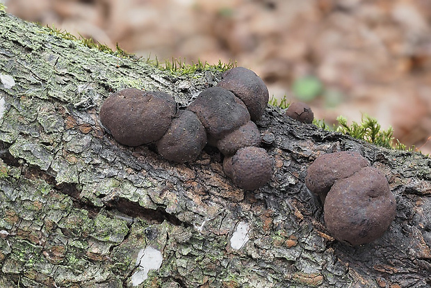 daldínia Daldinia sp.