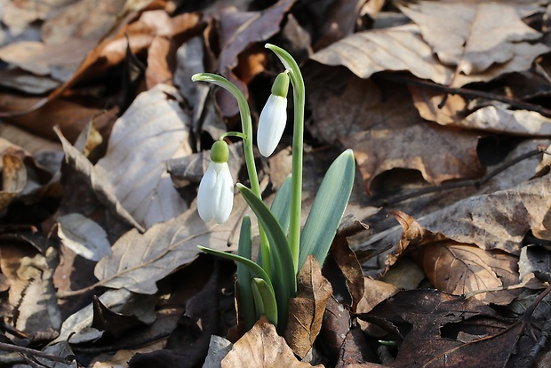 snežienka jarná Galanthus nivalis L.