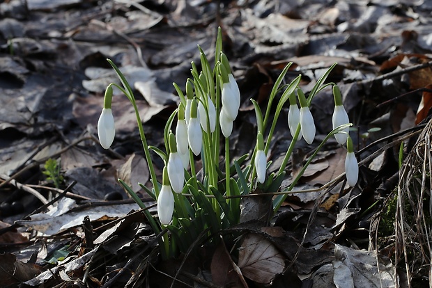 snežienka jarná Galanthus nivalis L.