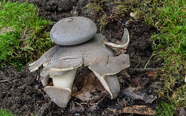 hviezdovka klenbová Geastrum fornicatum (Huds.) Hook.