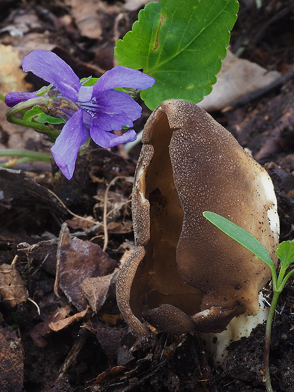 chriapač kalíškovitý Helvella acetabulum (L.) Quél.