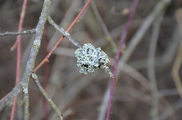 diskovka bublinatá Hypogymnia physodes (L.) Nyl.