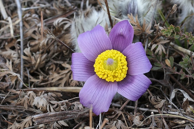 poniklec veľkokvetý Pulsatilla grandis Wender.