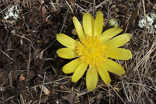 hlaváčik jarný Adonis vernalis L.