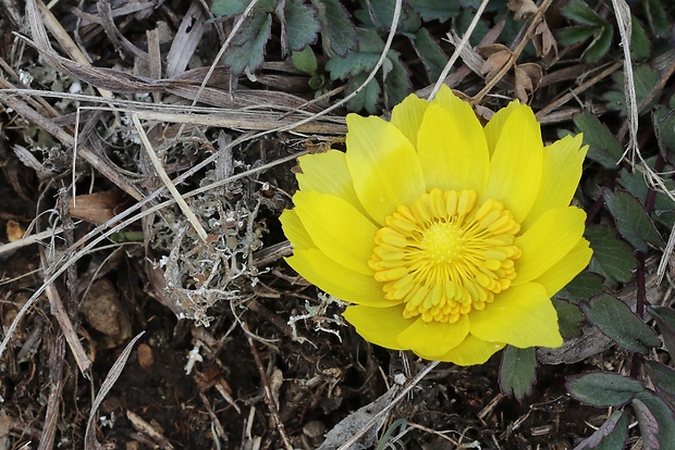 hlaváčik jarný Adonis vernalis L.