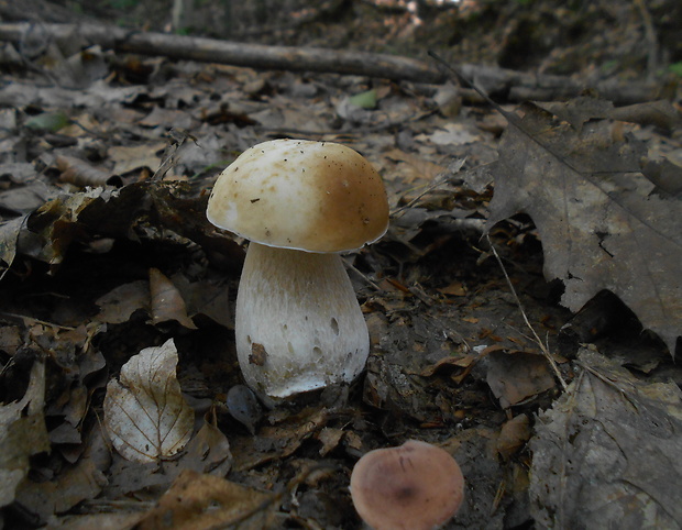 hríb smrekový Boletus edulis Bull.