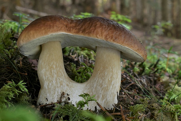 hríb smrekový Boletus edulis Bull.