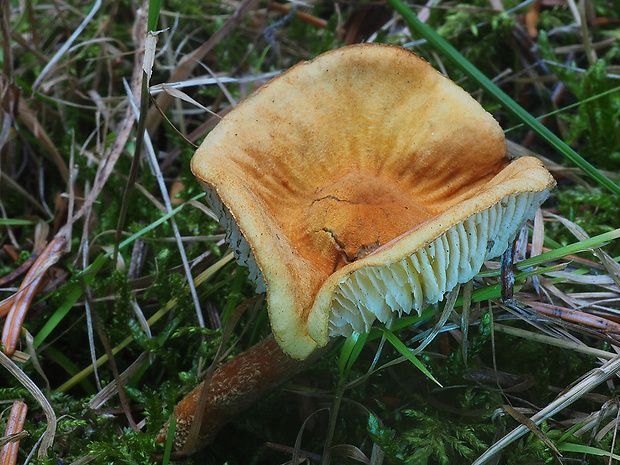 zrnivka obyčajná Cystodermella granulosa (Batsch) Harmaja