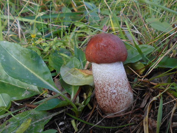 kozák dubový Leccinum aurantiacum (Bull.) Gray