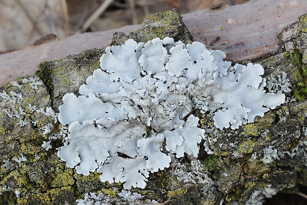 diskovka lipová Parmelina tiliacea (Hoffm.) Hale