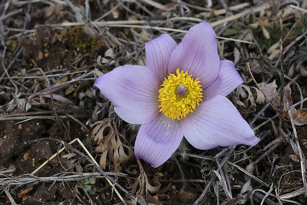 poniklec veľkokvetý Pulsatilla grandis Wender.