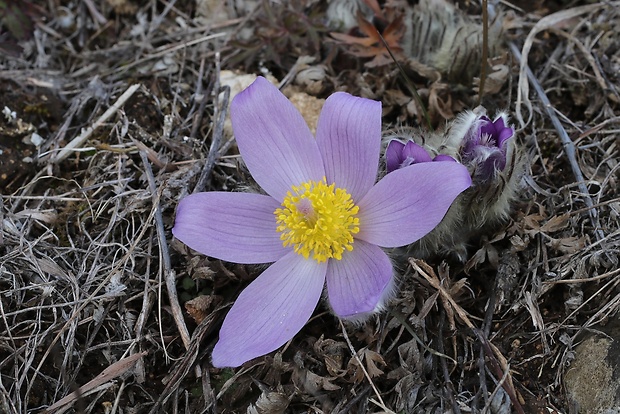 poniklec veľkokvetý Pulsatilla grandis Wender.