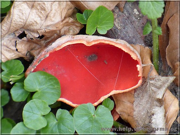 ohnivec šarlátový Sarcoscypha coccinea (Gray) Boud.