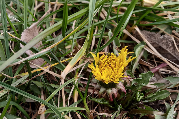 púpava Taraxacum sp. Dahlst.