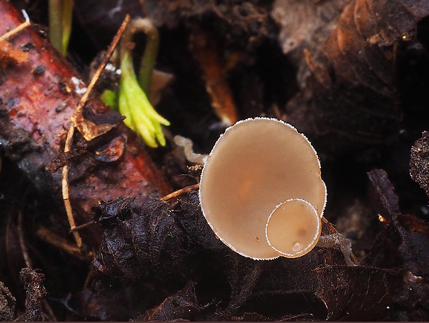 jahňadka obyčajná Ciboria amentacea (Balb.) Fuckel