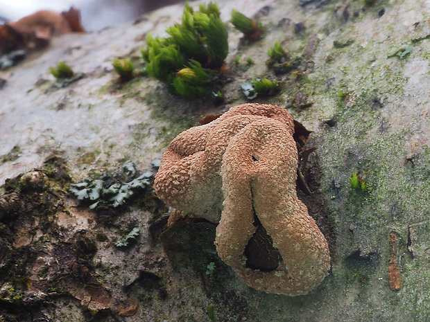 dutinovka otrubnatá Encoelia furfuracea (Roth) P. Karst.