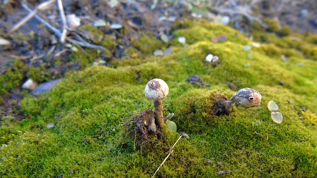 stopkovec Tulostoma sp.