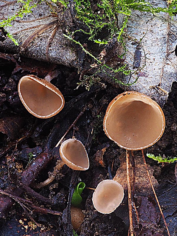 jahňadka obyčajná Ciboria amentacea (Balb.) Fuckel