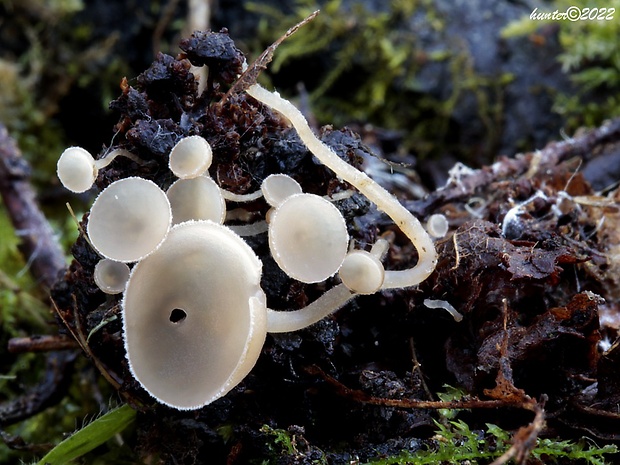 jahňadka Ciboria sp.