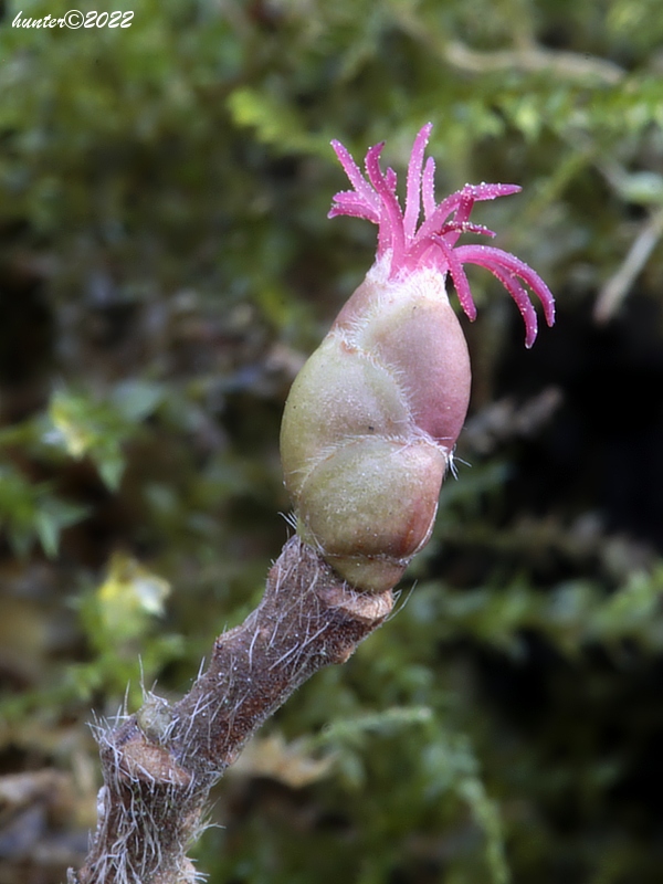 lieska obyčajná Corylus avellana L.