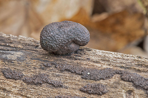 daldínia Daldinia sp.