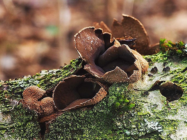 dutinovka otrubnatá Encoelia furfuracea (Roth) P. Karst.