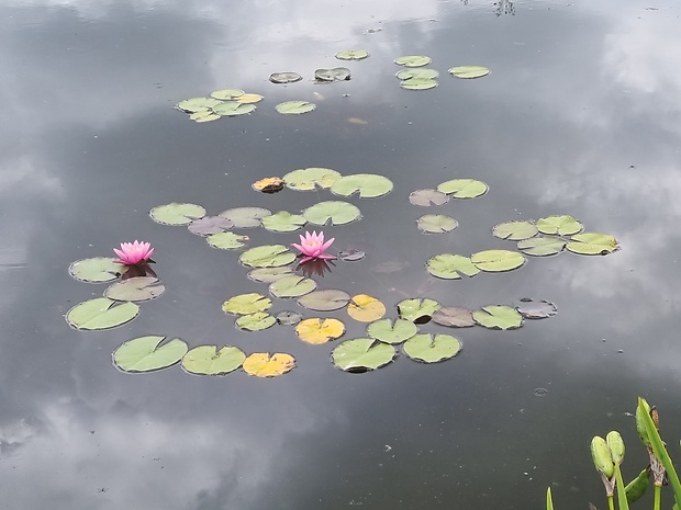 lekno Nymphaea sp.