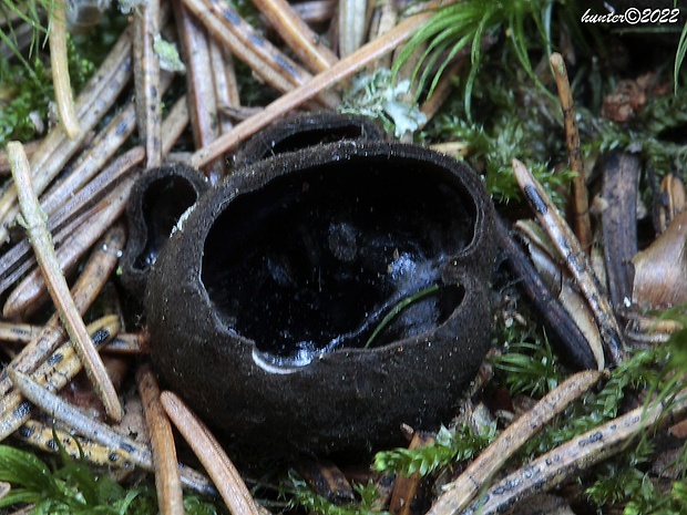 misôčka černastá Pseudoplectania nigrella (Pers.) Fuckel