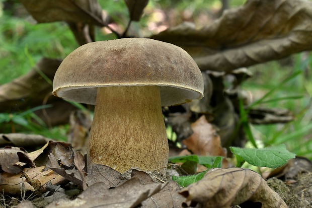 hríb dubový Boletus reticulatus Schaeff.