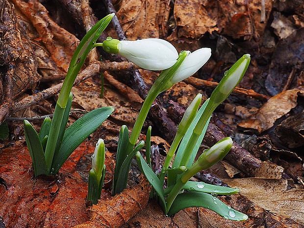 snežienka jarná Galanthus nivalis L.