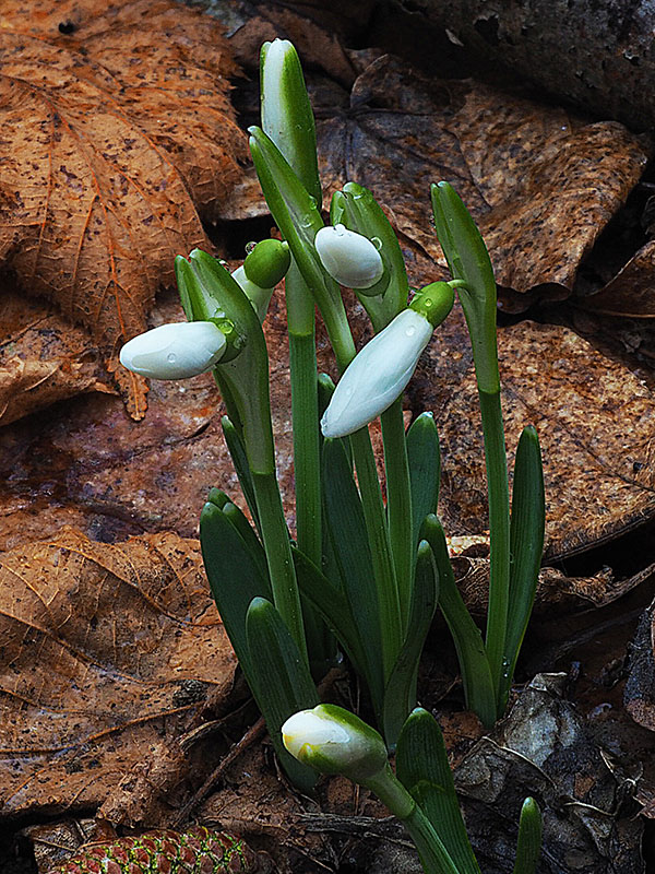 snežienka jarná Galanthus nivalis L.