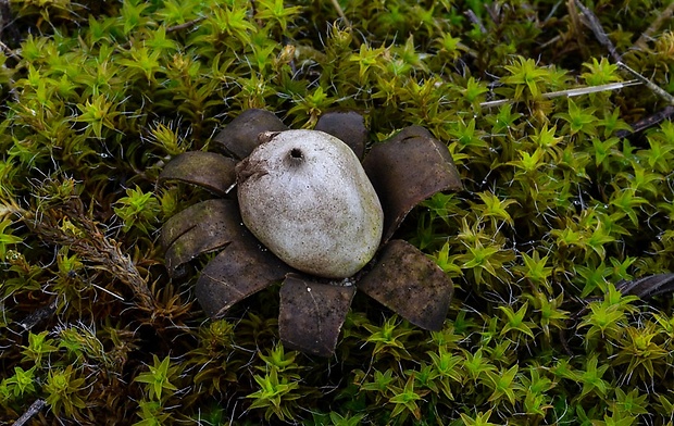 hviezdovka bradavičnatá Geastrum corollinum (Batsch) Hollós