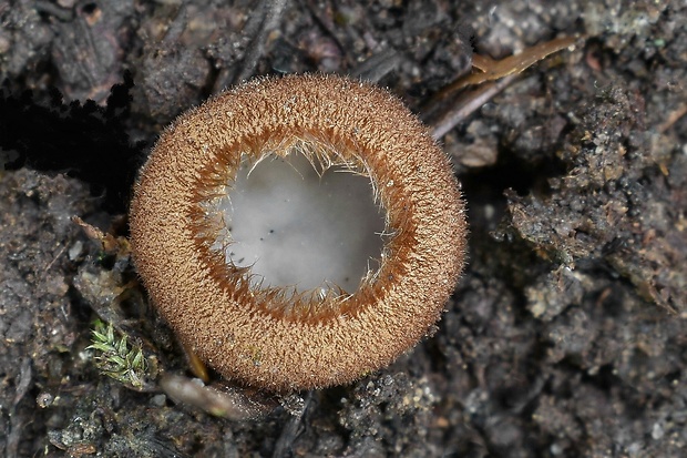 humária polguľovitá Humaria hemisphaerica (F.H. Wigg.) Fuckel