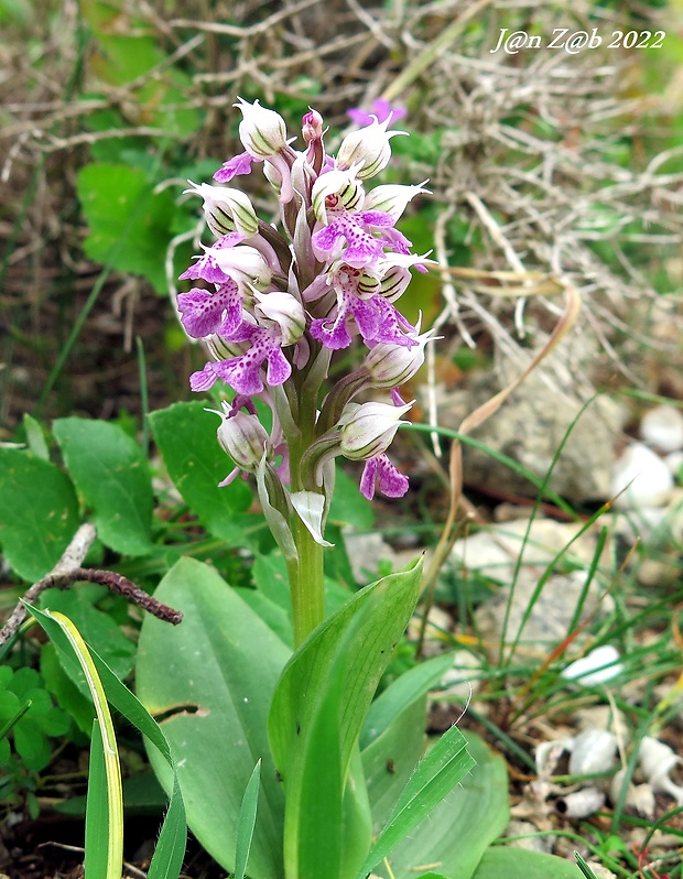 neotinea Orchis lactea Poiret