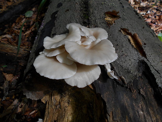 hliva buková Pleurotus pulmonarius (Fr.) Quél.