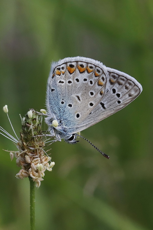 modráčik obyčajný Polyommatus icarus