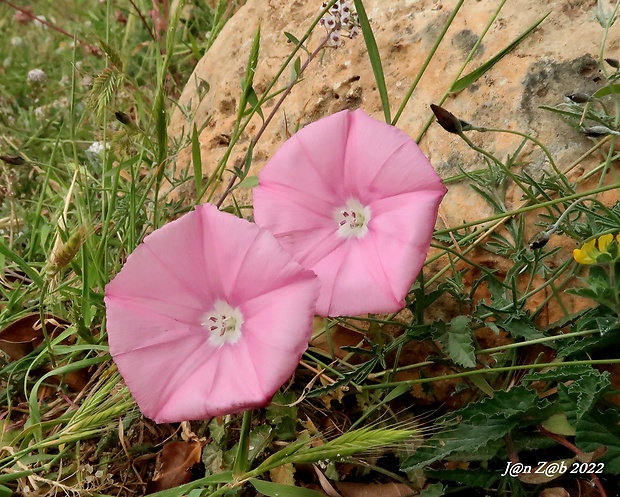 pupenec Convolvulus althaeoides subsp. tenuissimus (Sm.) Batt.