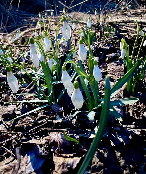 snežienka jarná Galanthus nivalis L.