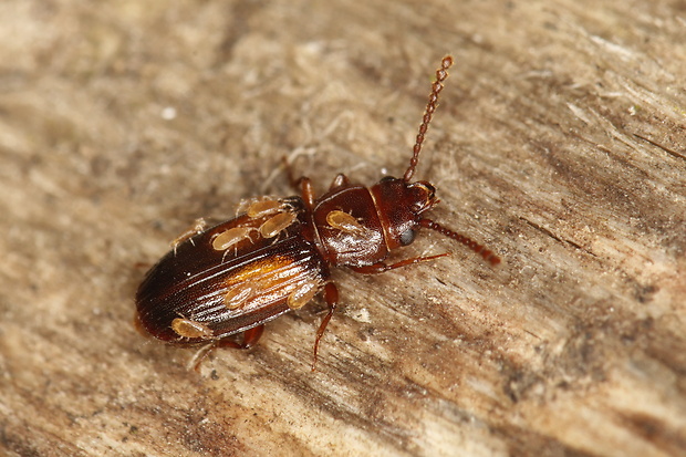 - Laemophloeus monilis