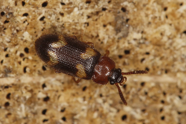 - Mycetophagus fulvicollis