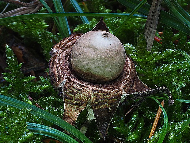 hviezdovka strapkatá Geastrum fimbriatum Fr.