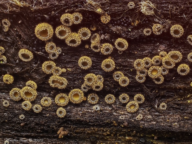 lachnetka vosková Neodasyscypha cerina (Pers.) Spooner