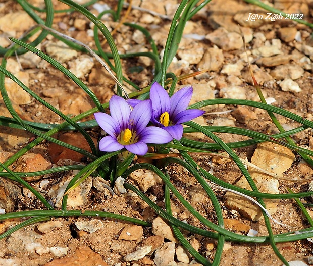 Romulea ramiflora Ten.